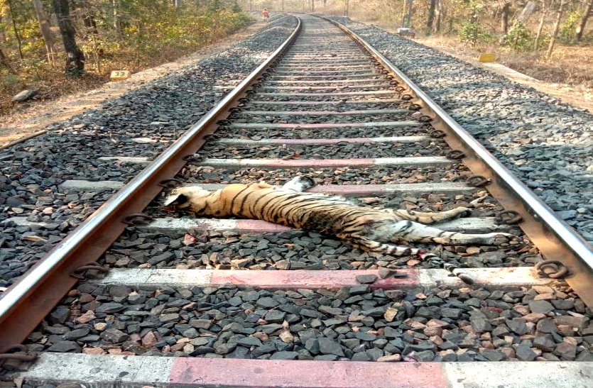 मालगाड़ी की चपेट में आकर बाघ की मौत, तीन शावकों से रेलवे ट्रैक क्रॉस कर रही थी बाघिन तब हुआ हादसा