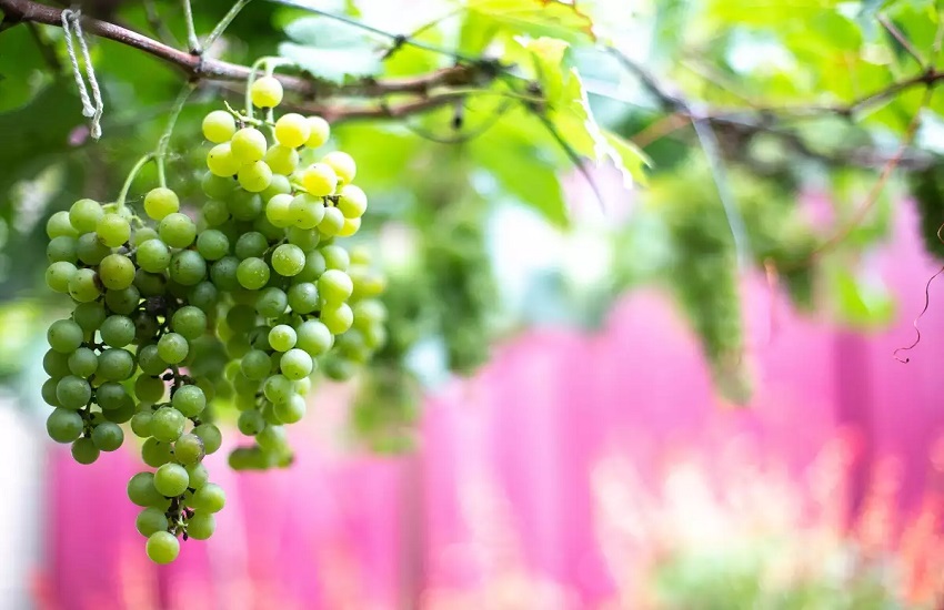 grapes are good in pregnancy