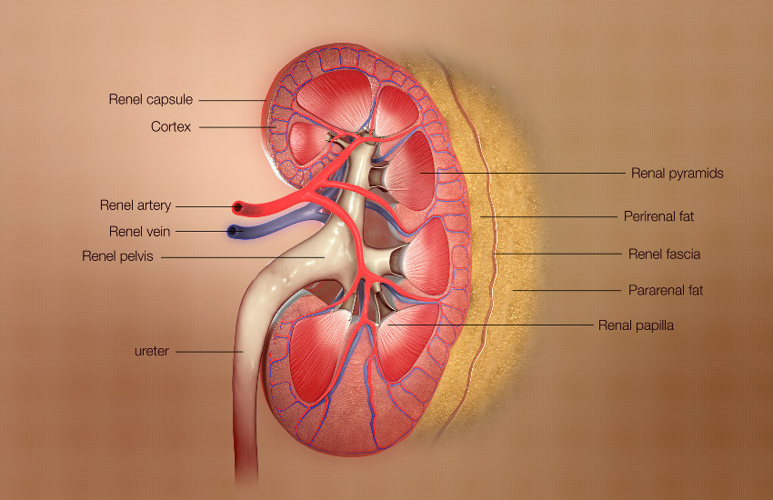 kidney_disease_symptom_precaution_cure.jpg