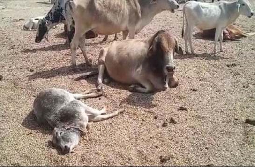 देखिए...जिंदा गौवंश की कब्रगाह