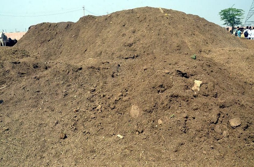 बेजुबान कौन...निगम की अनदेखी ने निगला गोवंश का निवाला!