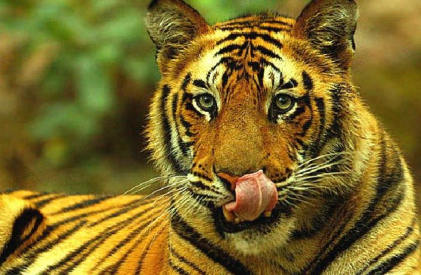 Sariska News: Tiger Rana Sanga Ruled Sariska Jungle Before 2005