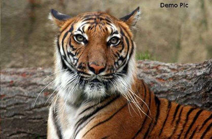 कर्नाटक के कोडुगू में बाघ की तलाश जारी