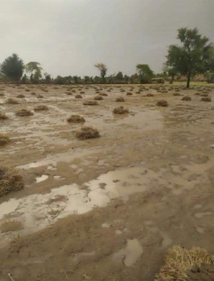 बेमौसमी बारिश से फसलों में नुकसान
