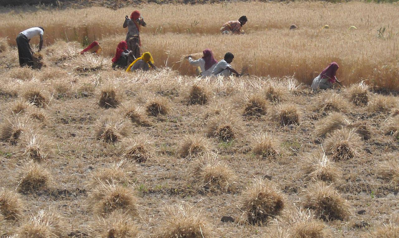 मौसम रहा मेहरबान, गेहूं को मिलेंगे कद्रदान