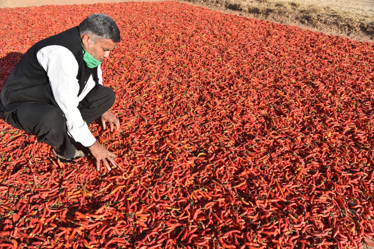 लुप्त हो गई थी मथानिया की लाल मिर्च, जैविक पद्धति से खेतों में लहराने लगी