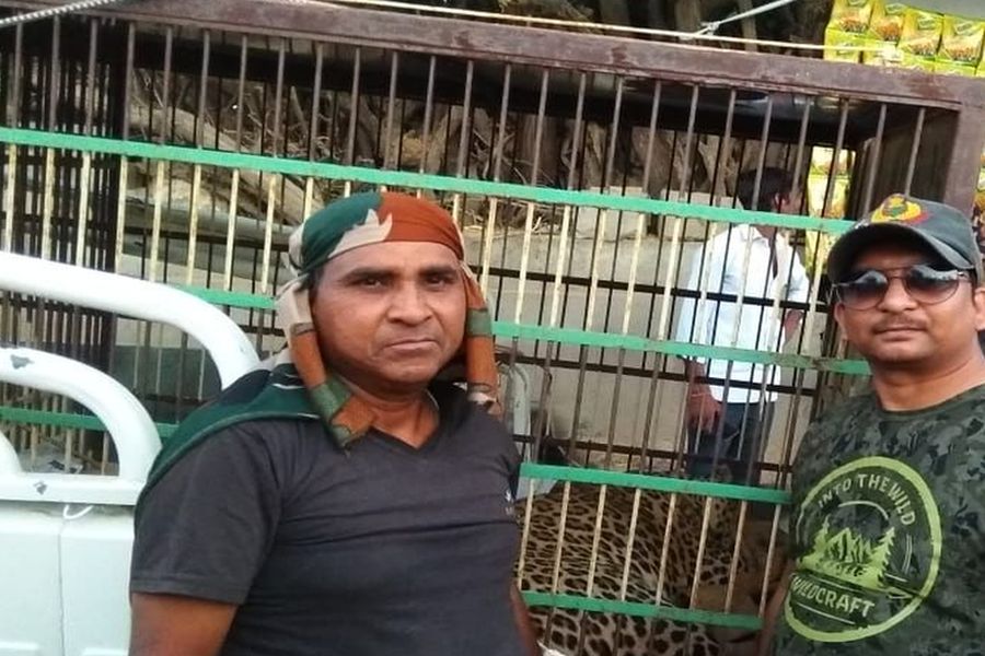 ज़ोधपुर वन विभाग की टीम ने किया पैंथर रेस्क्यू