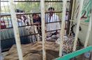दूसरे दिन रेस्क्यू कर पैंथर को पकड़ा
