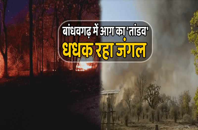 bandhavgarh.png