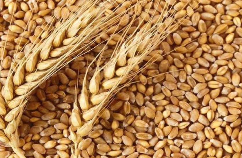 Wheat procurement will start from today on support price