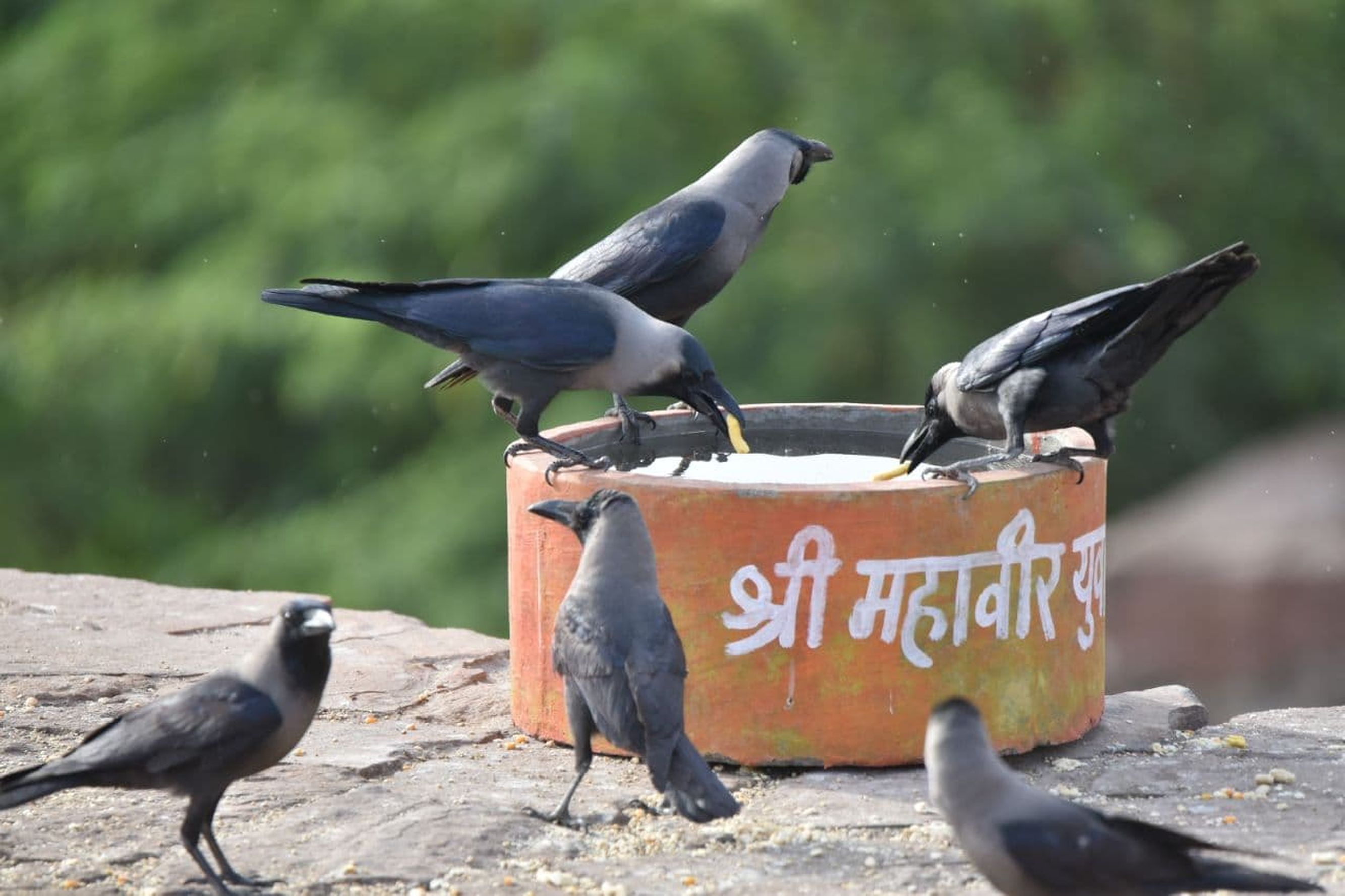शहर में शुष्क मौसम, हवा में नमी केवल 10 फीसदी