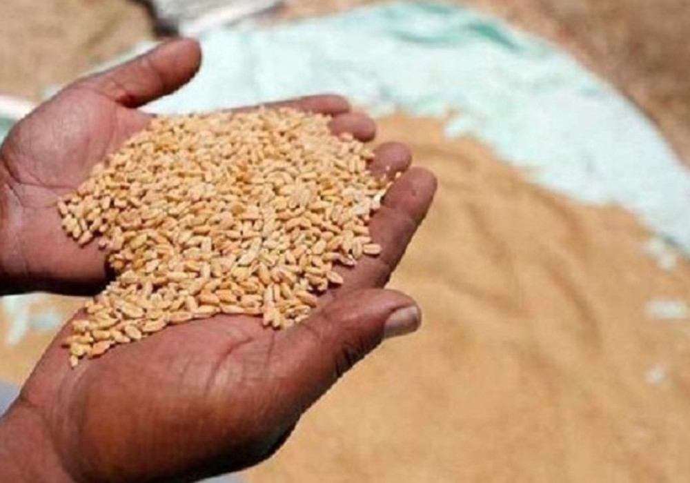 किसानों के लिए खुशखबर, यूपी में 6000 क्रय केंद्रों पर गेहूं खरीद शुरू, तीन दिन में होगा भुगतान