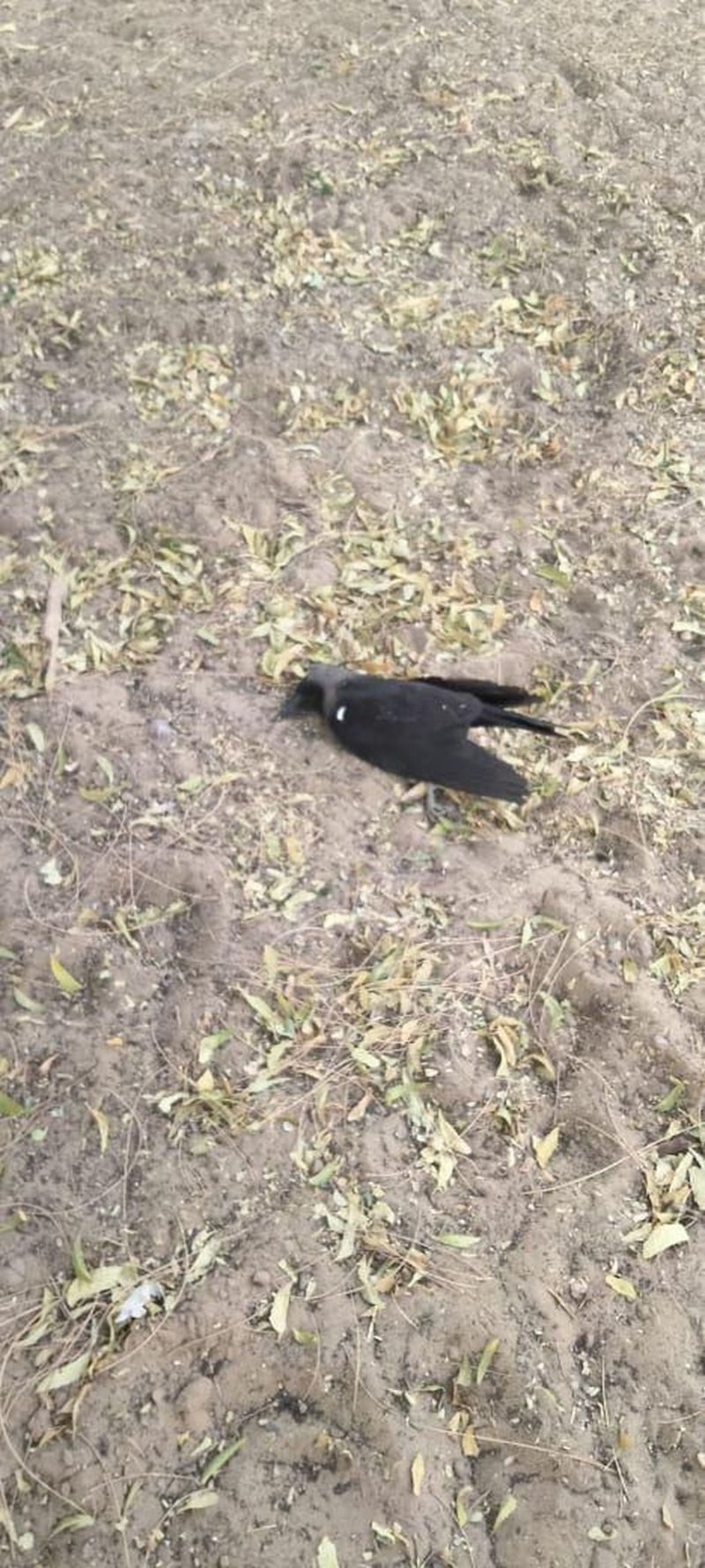 अज्ञात बीमारी से कौओं की मौत