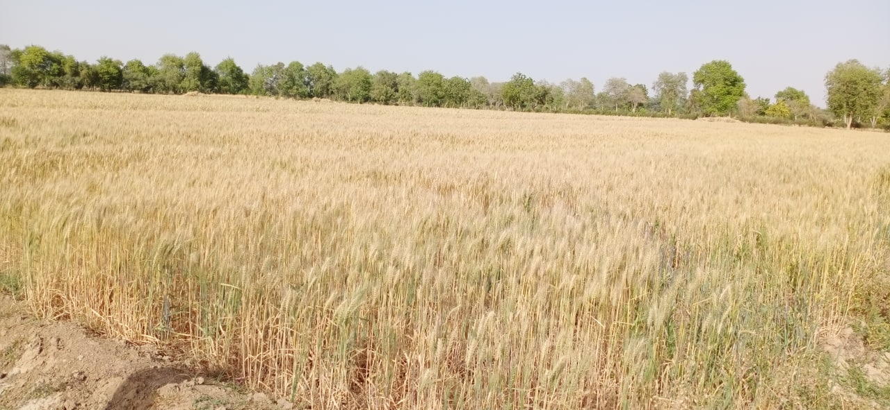 Video: थार में काले गेहूं का उत्पादन हुआ, किसान तैयार किया गेहूं का बीज
