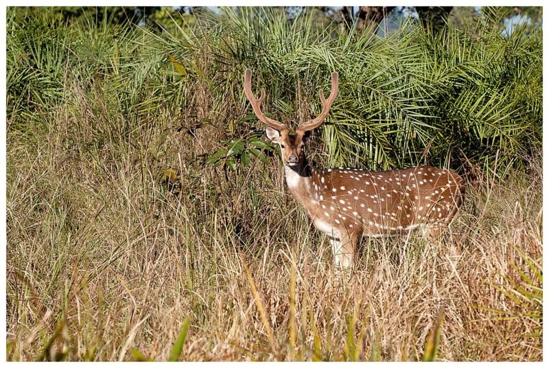 श्वानों के चंगुल से छुड़ा हरिण की बचाई जान