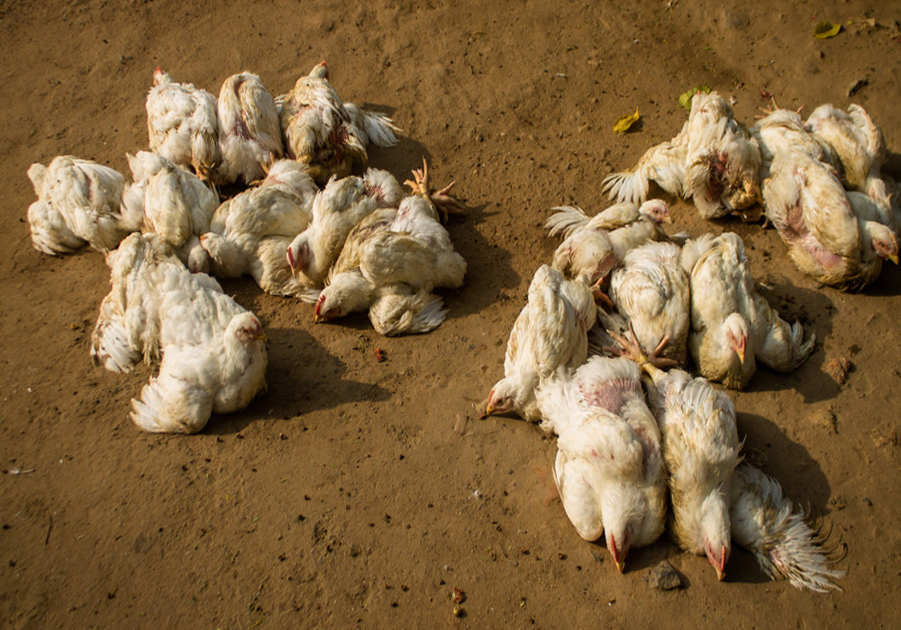 पोल्ट्री फार्म में अचानक हजारों मुर्गियां मरी, रात में जेसीबी से गड्ढा खोद दफन किया, पूरे इलाके में बर्ड फ्लू की दहशत