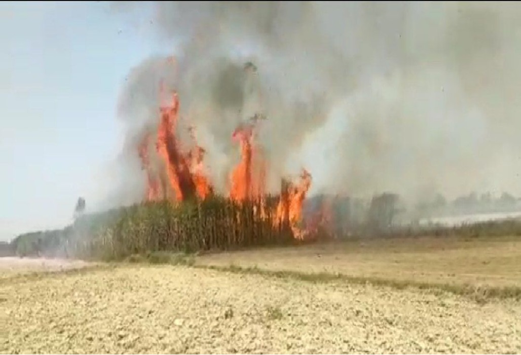 भीषण अग्निकांड में गन्ने की 30 बीघा फसल जलकर खाक, कई किसानों की पूरी फसल तबाह