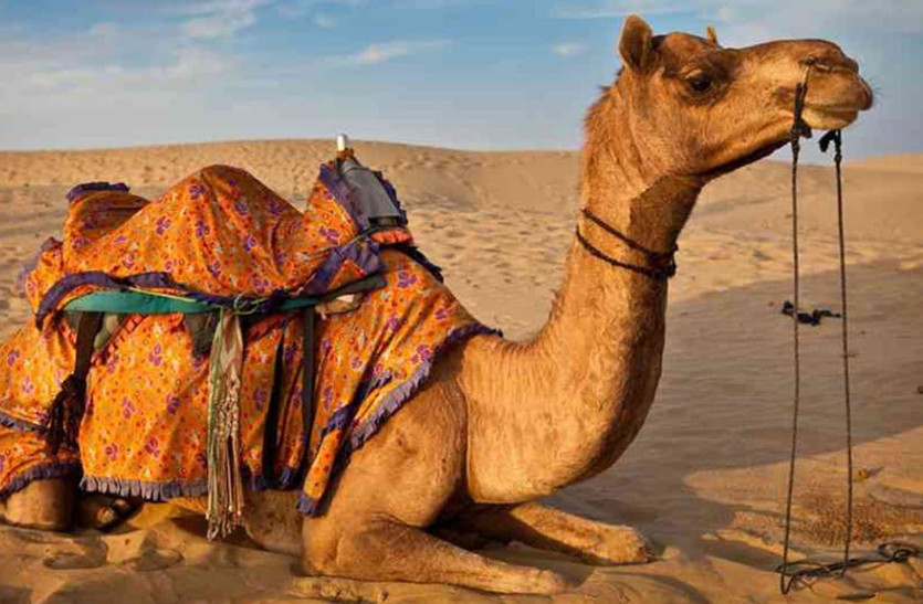 Ship of dessert Camel decreasing numbers in Rajasthan, Reports says