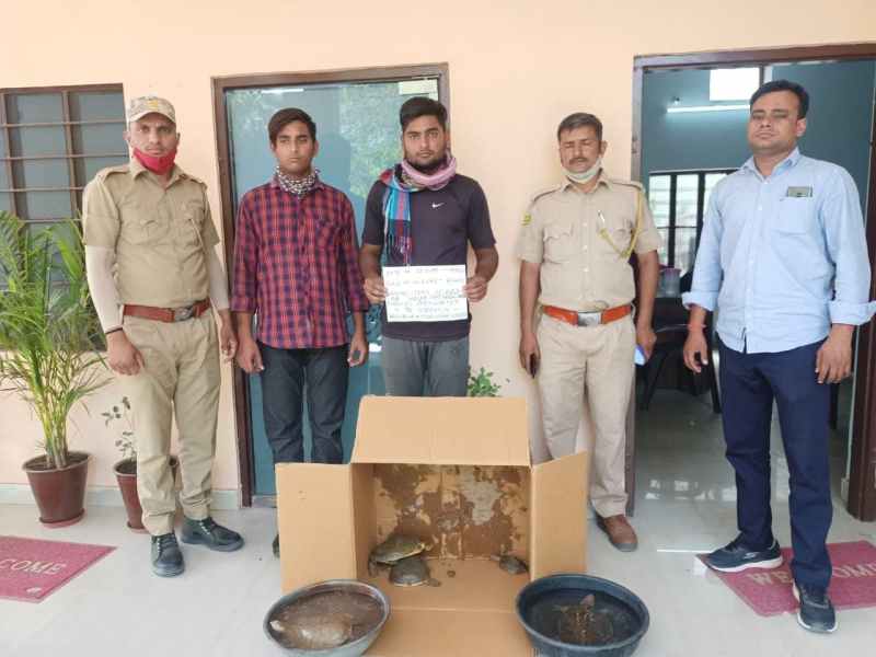 इंडियन सॉफ्ट शेल्ड प्रजाति के 7 कछुओं के साथ दो तस्कर पकड़े