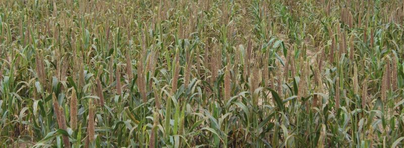 बाजरा में बाड़मेर अव्वल, अंतराराष्ट्रीय वर्ष से मिलेगी पहचान-