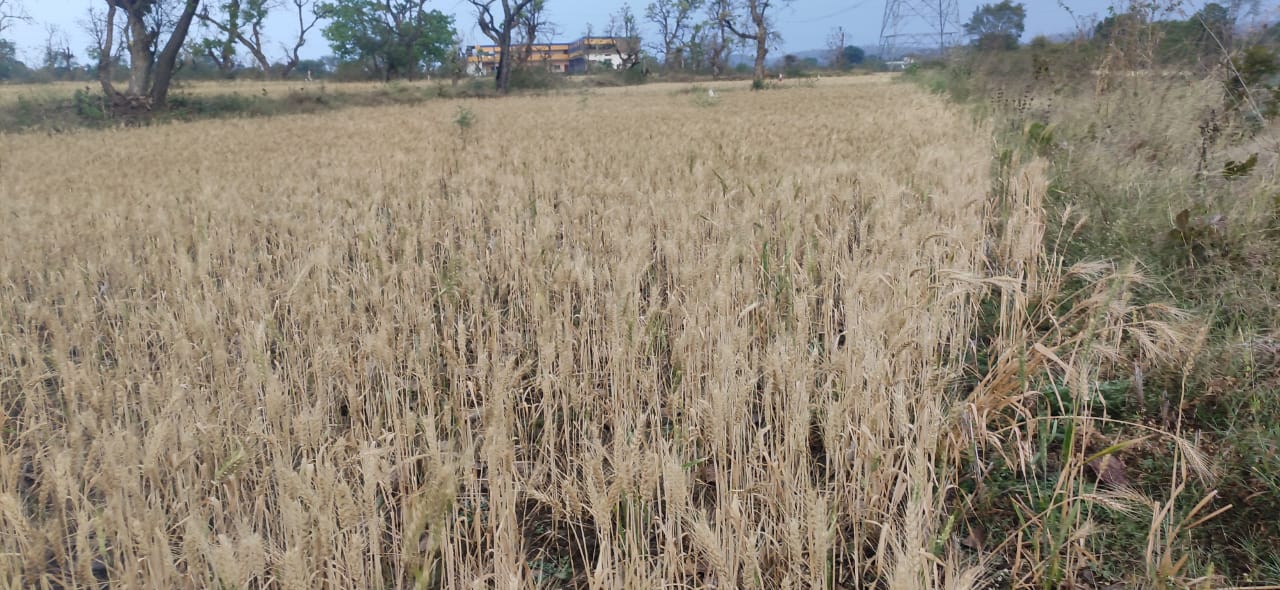 There is a possibility of damage to rabi crops due to storm and rain,