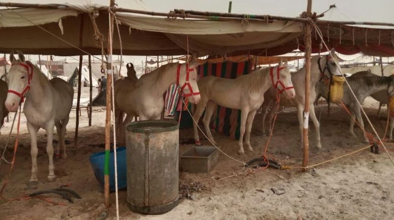 मल्लीनाथ पशुमेला शुरू 1400 पशु पहुँचे तिलवाड़ा