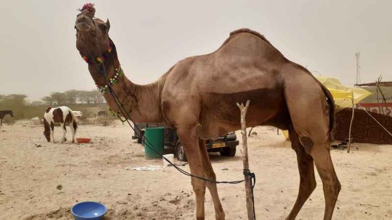 दूर दराज क्षेत्रो से तिलवाड़ा पहुँचे पशुपालक