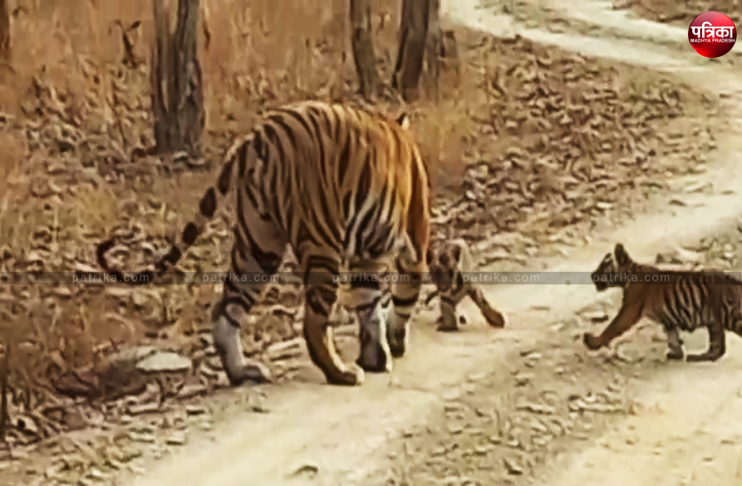 Tiger birth of two cubs