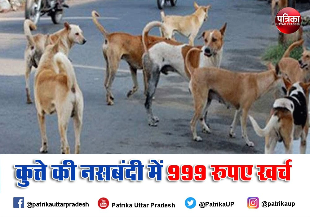 वाह भाई, राजधानी लखनऊ में गोवंश घूमेंगे आवारा, कुत्तों की नसबंदी पर खर्च होंगे सात करोड़ रुपए