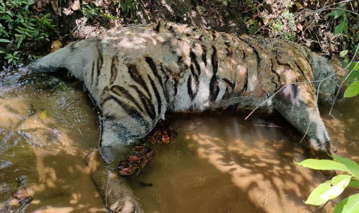 The carcass of a male tiger found in the Janaad river of Gobar Tal Beet