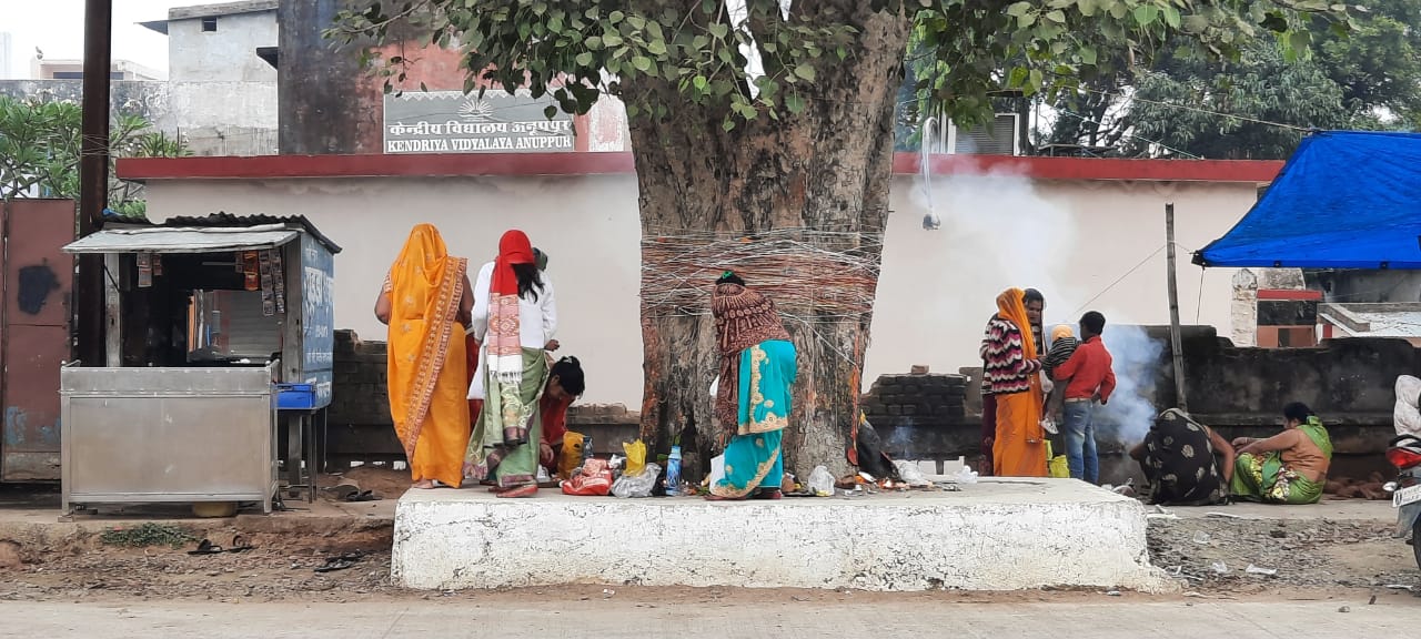 Women worshiped Peepal on Somavati Amavasya, wishing her husband's lon
