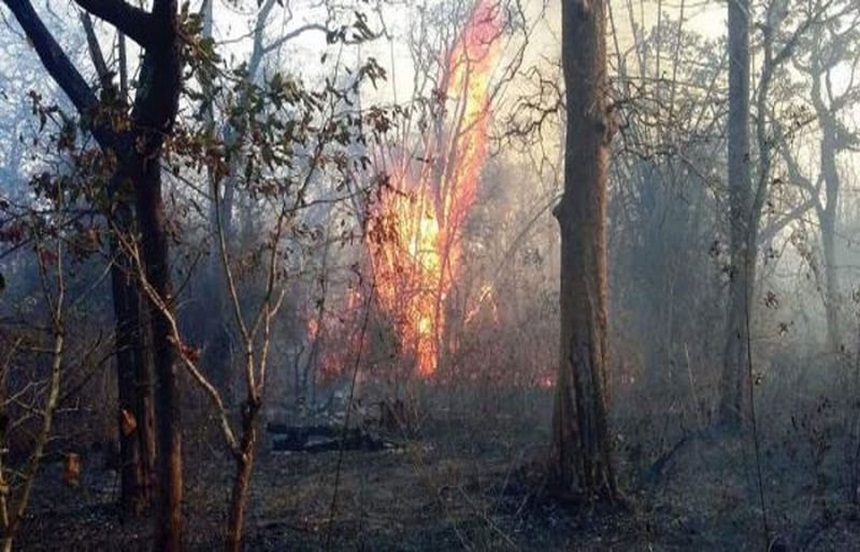 संरक्षित वन क्षेत्र में तीन माह में 15 बार लगी आग, बेशकीमती वन संपदा नष्ट