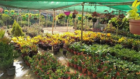 National nursery portal launched, farmer will get help in horticulture