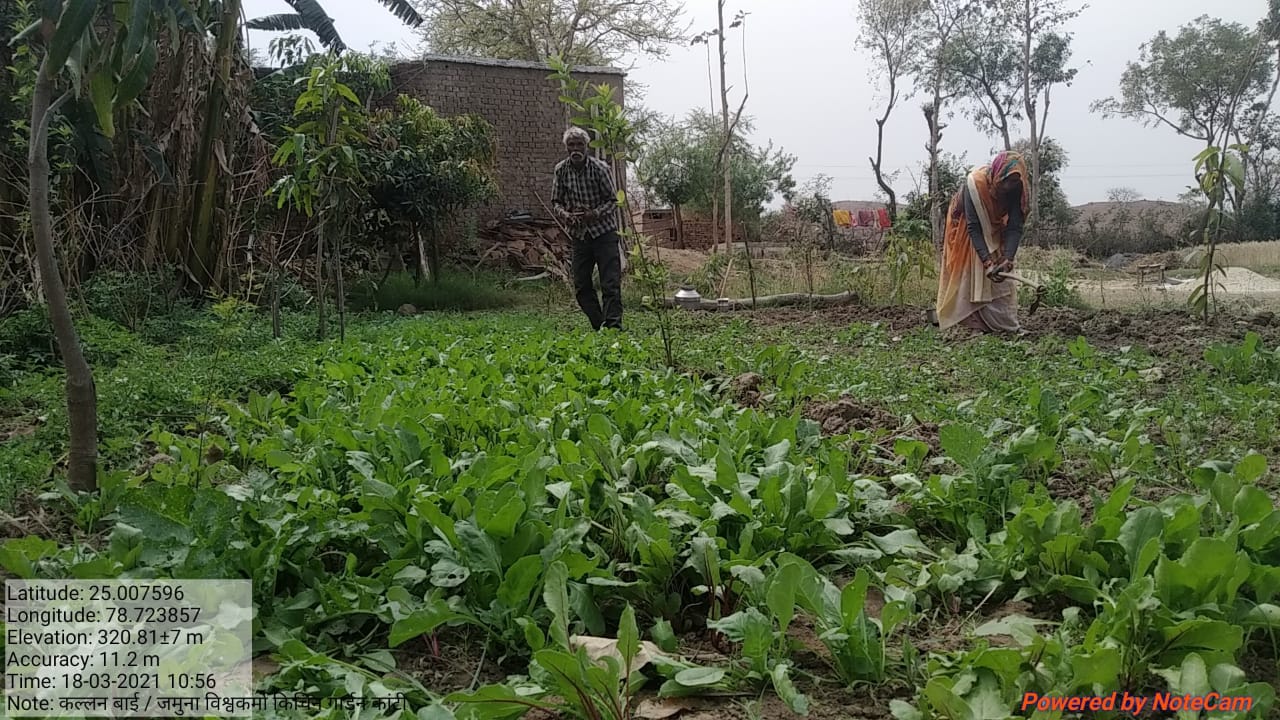 Vegetables will be grown without chemicals, will keep the village clean