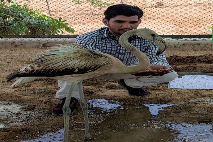 .़समूह से बिछड़े फ्लेमिंगों को जोधपुर में बचाने के प्रयास