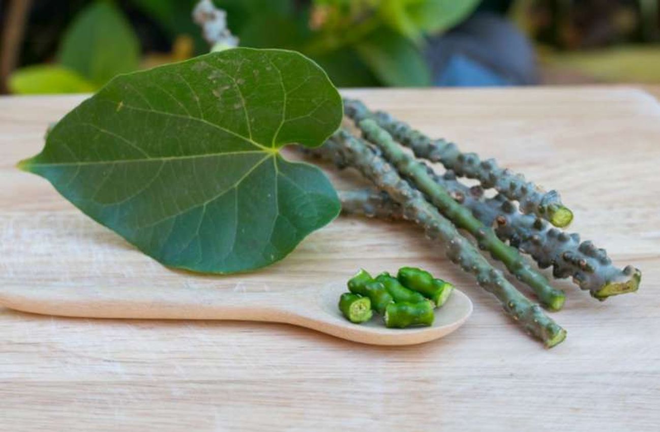 कोरोना के नए स्ट्रेन के लिए भी कारगर है गिलोय