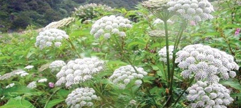 जीरा,ईसबगोल के बाद अब अजवाइन की खेती को भी तैयार थार