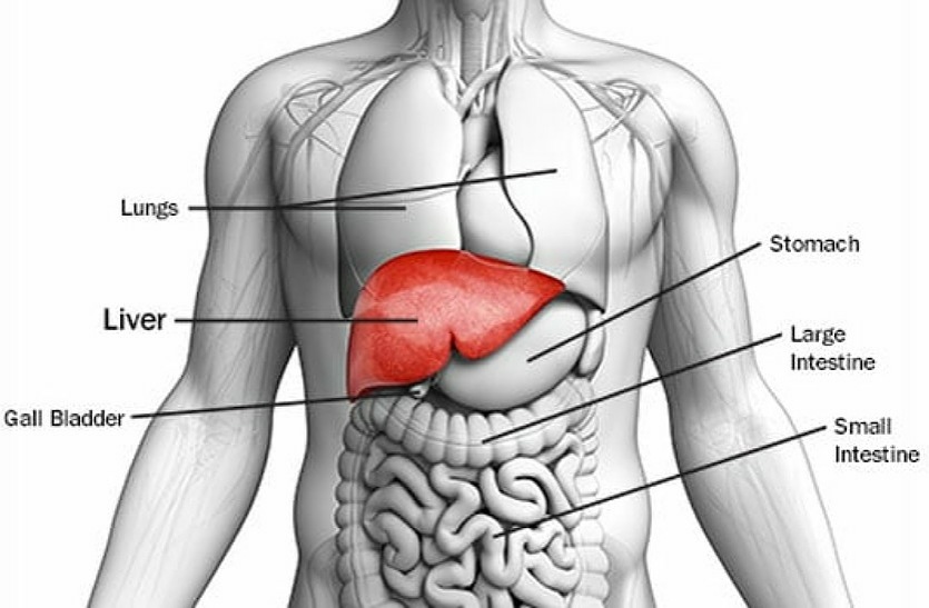 अल्कोहल, फास्ट फूड और इन खाद्य सामग्रियों से हो सकता है लीवर खराब