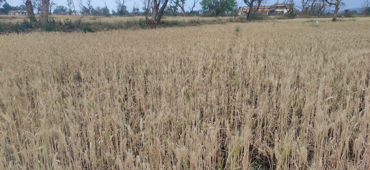 Rabi crops are threatened due to strong winds and rain, wet crops are