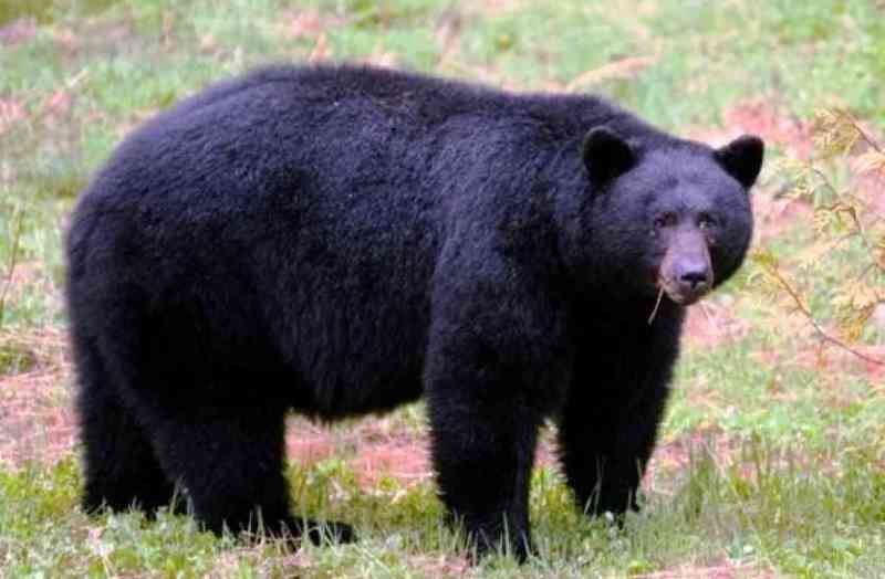 लकड़ी काटने गए युवक पर भालू ने किया हमला, सिर और सीने में आई गंभीर चोट