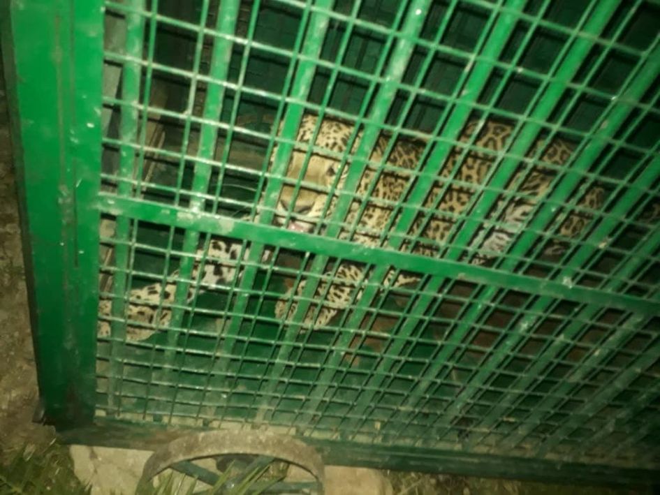 panther Imprisoned in cage