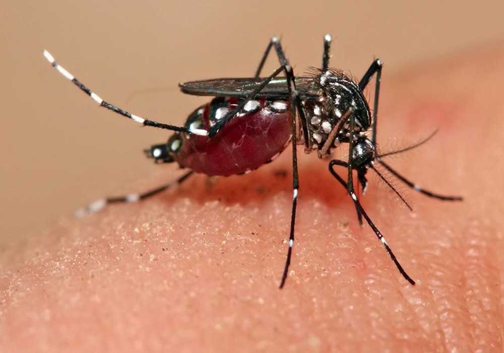 be-alert-of-malaria-in-coronavirus-time-take-these-precautions