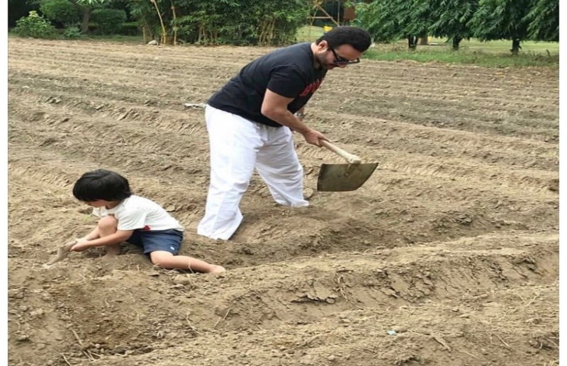 Saif Ali Khan With Taimur Ali Worked In Farm Photos Viral On Internet