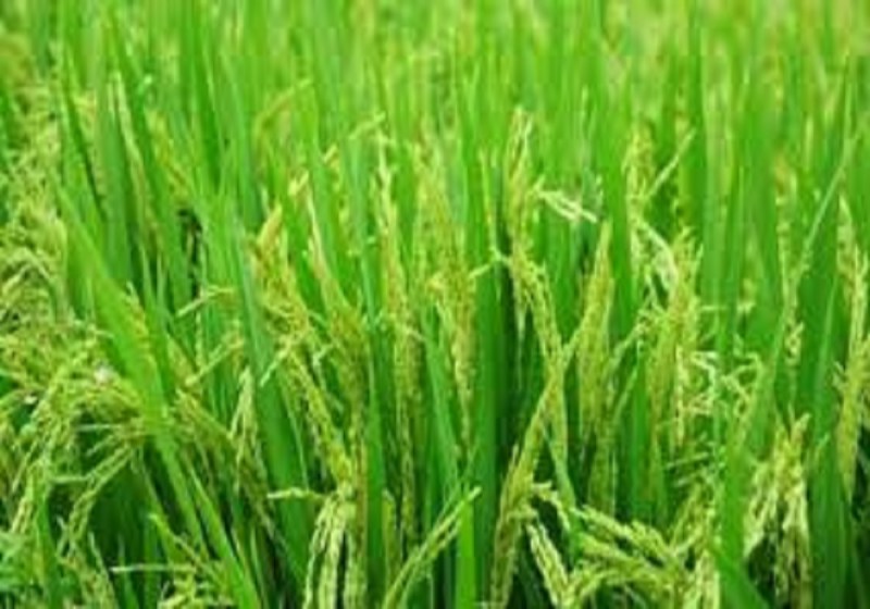 खुशखबरी: किसानों को खेत में फिर रोपना होगा पौधा, छात्र द्वारा बनाई डिवाइस तैयार करेगी पूरी फसल