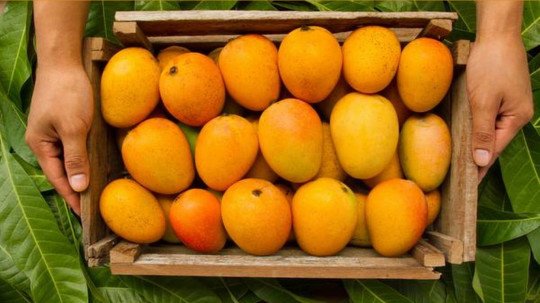 Alphonso Mango price reduce due to Coronavirus Effect 