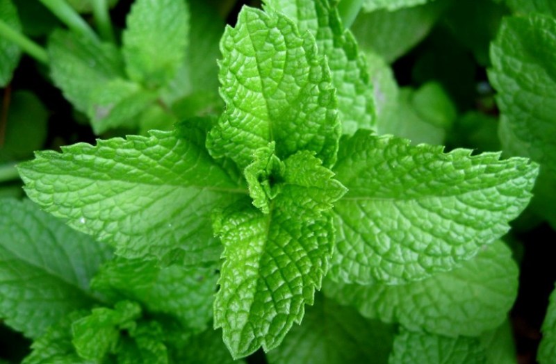 गर्मी के मौसम में बहुत लाभदायक है पुदीना, इस तरह करें रोजाना सेवन