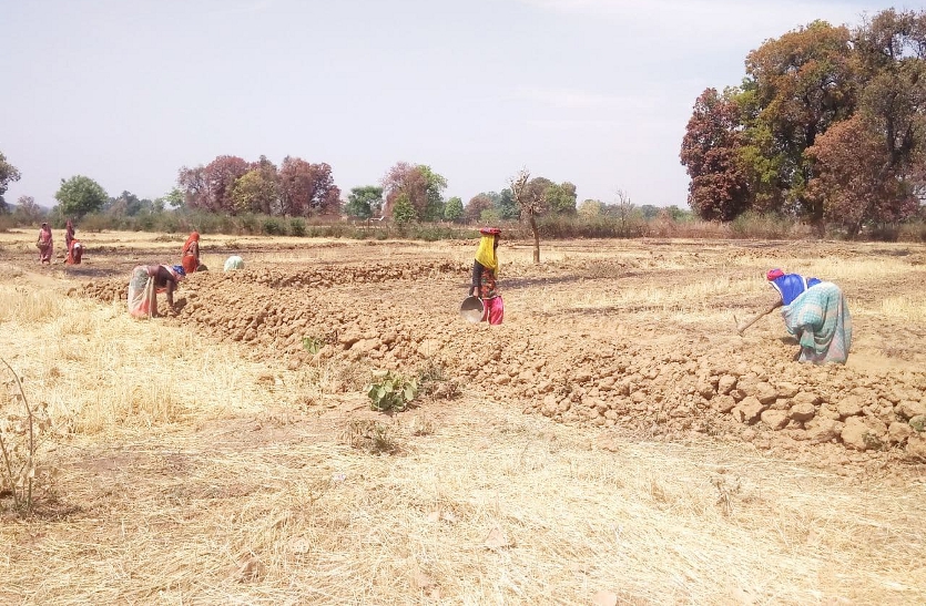 Shramvir engaged in work in Maid Bandhan in Pipariya Sahalavan Gram Panchayat of Dhimarkheda.