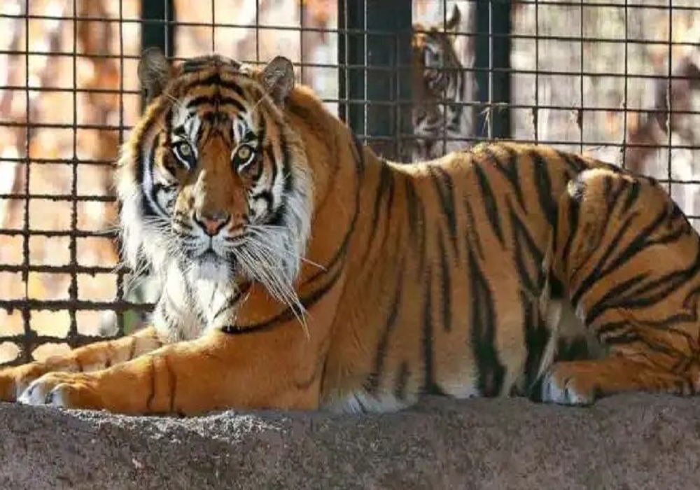 अब वन्य जीवों पर भी कोरोना का खतरा बढ़ा, शेर-बाघ और तेंदुओं की भी होगी कोरोना जांच
