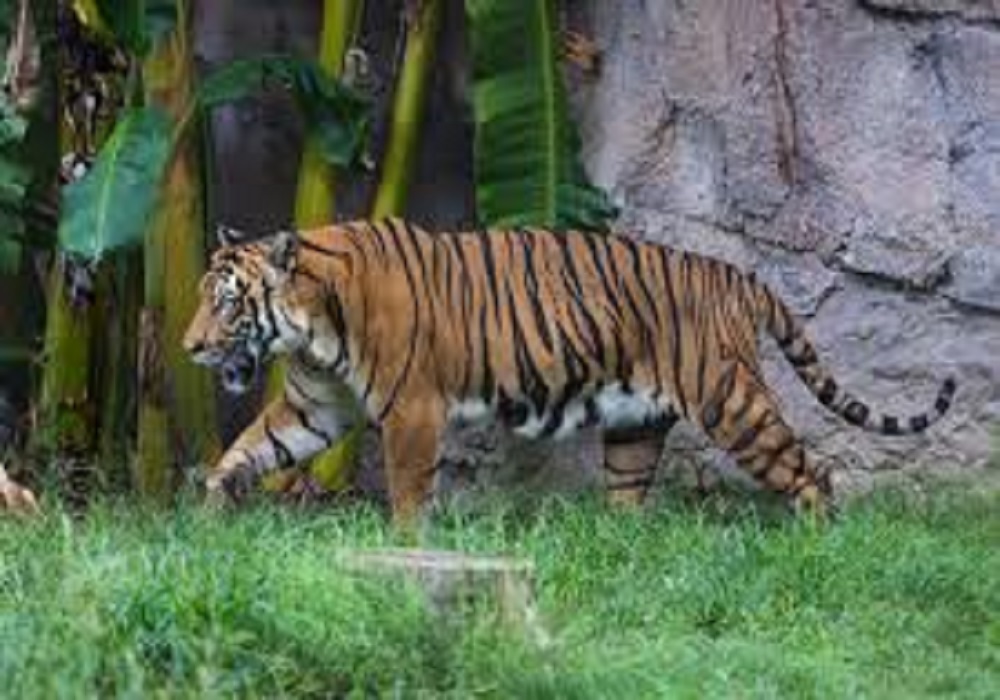 Corona Crisis: नेहरू जुलोजिकल पार्क में 8 शेर संक्रमित, अब यहां भी शेर बाघ व तेंदुओं की होगी कोरोना जांच