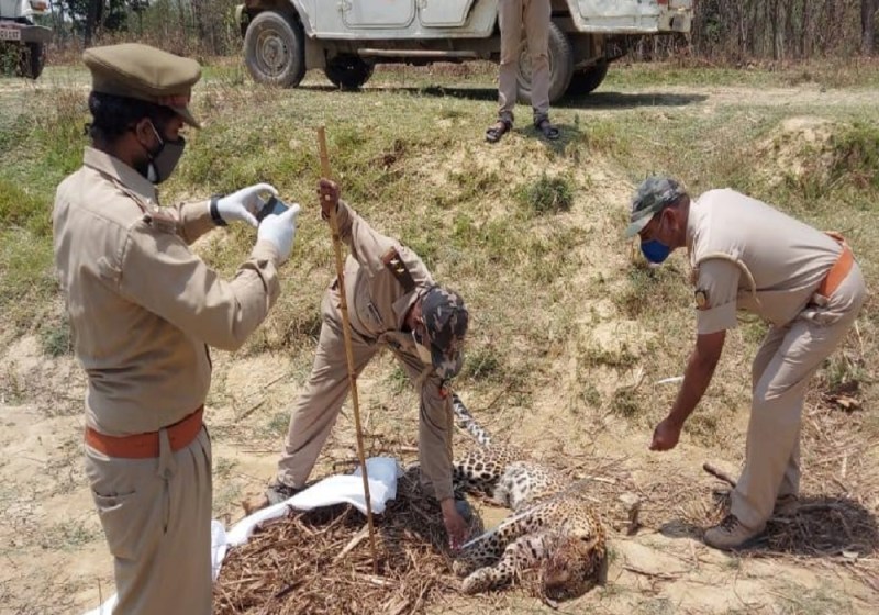 बलरामपुर में तेंदुए का शव मिलने से मचा हड़कंप, वन विभाग ने जांच शुरू की